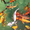 Koi