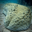 Sea Cucumber