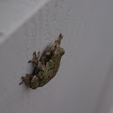 Gray Tree Frog