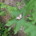 Borboleta