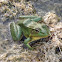 American Bullfrog