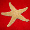Starfish