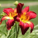Daylily 'All American Chief'