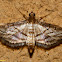 Crambid Moth