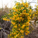 Creosote Bush