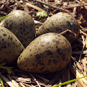 Tero (Egg)
