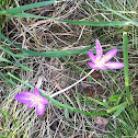 Autumn crocus