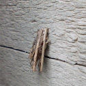 Psyche bagworm moth