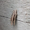 Psyche bagworm moth
