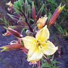 Evening Primrose