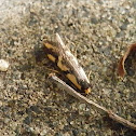 Concealer moth