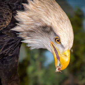 Bald Eagle Snacks by Bill Tiepelman - Animals Birds ( bird of prey, eagle, american eagle, bald eagle, sea eagle, feathers, bird, haliaeetus leucocephalus, details, beak, eating, southern bald eagle, eat, closeup, northern bald eagle, eye )