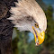Bald-Eagle-Snacks.jpg