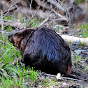 Beaver