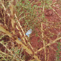 Western Pygmy-Blue