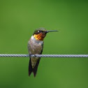 Ruby-throated hummingbird