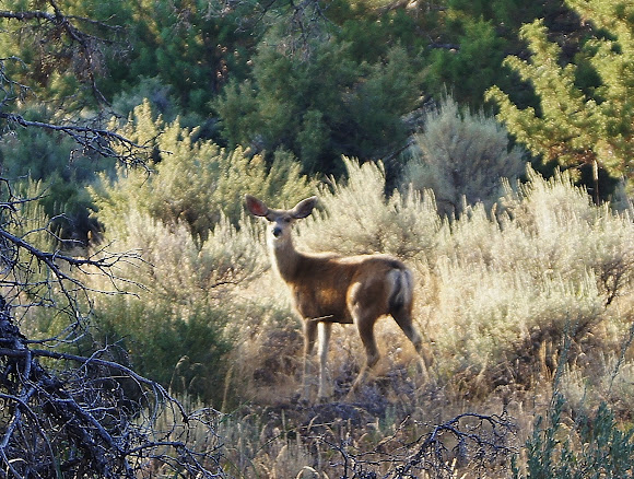Spotting Image 1