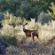 Mule deer