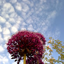 flowering onion