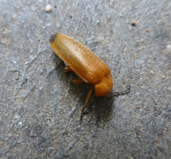 Firefly or Lightning bug (female) Project Noah