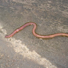 Earthworm