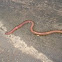 Earthworm