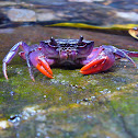 Freshwater Purple Crab