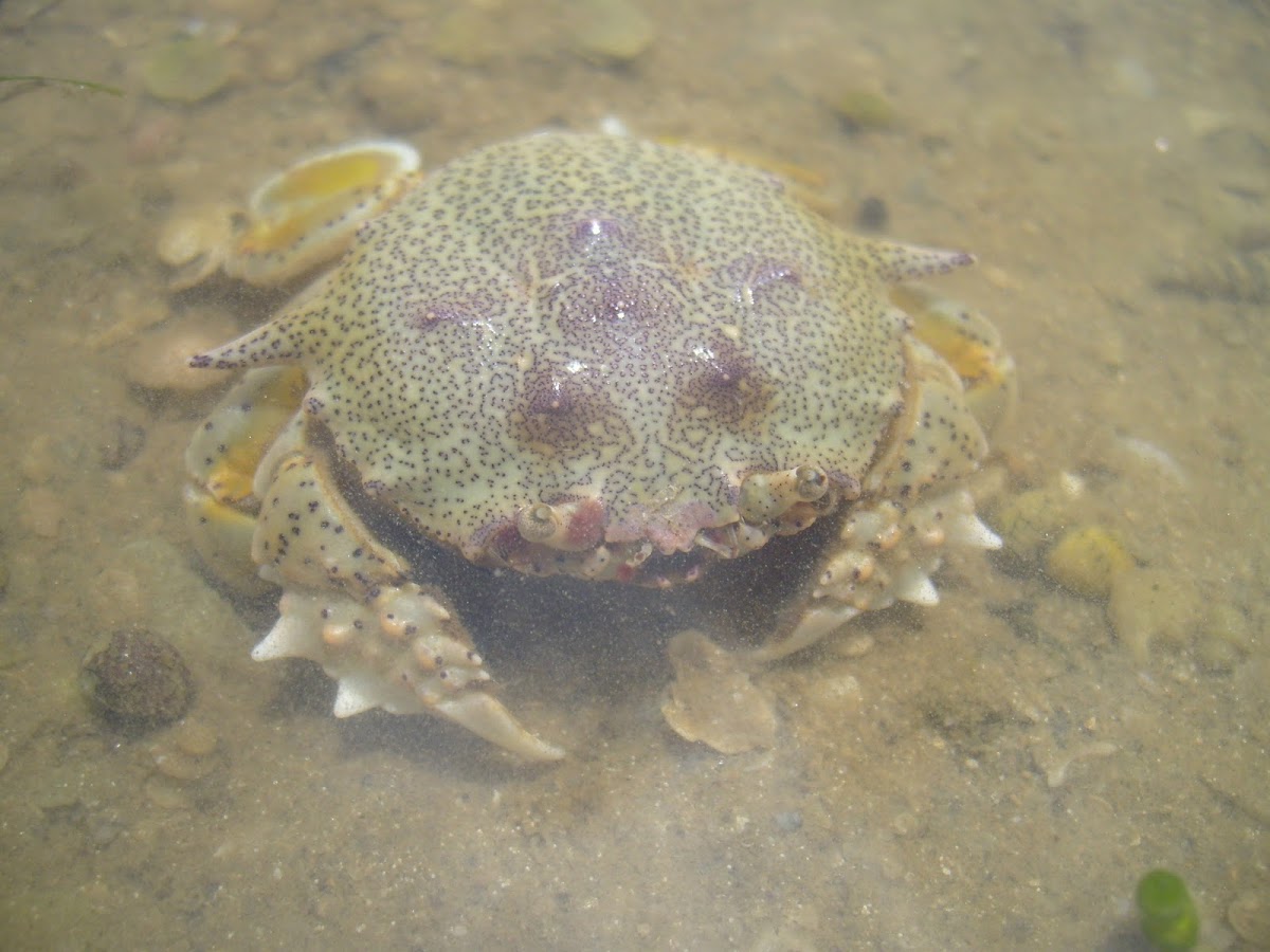 Beach Crab