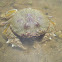 Beach Crab