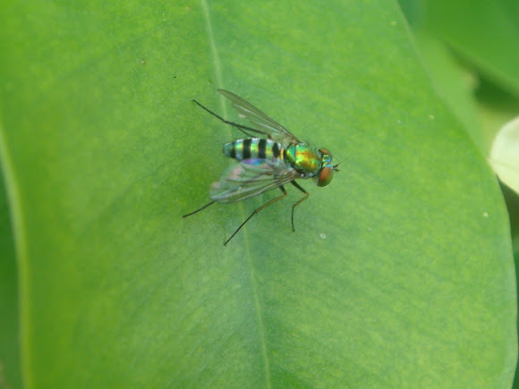 Spotting Image 1