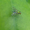Long Legged Fly