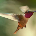 Estrellita gorgimorada