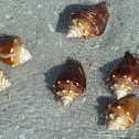 Fighting Conch