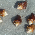 Fighting Conch