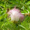 Albizia Julibrissin (Persian silk tree) 合歡花