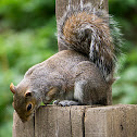 Grey Squirrel