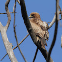 Booted Eagle