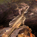 Brown basilisk