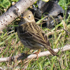Meadow Pipit; Bisbita Común