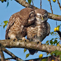 Spotted Owlets