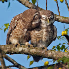 Spotted Owlets