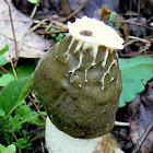 Stinkhorn