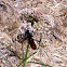 Tarantula Hawk