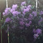 Princess Flower