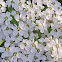 Yarrow