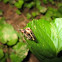 Fireflies
