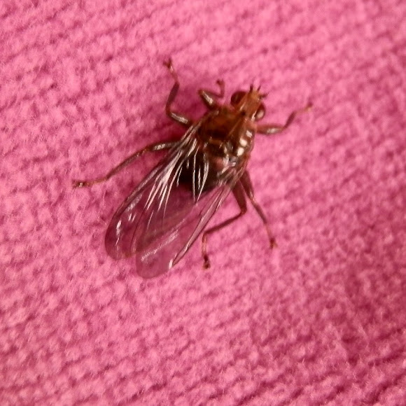 Spotting Image 1