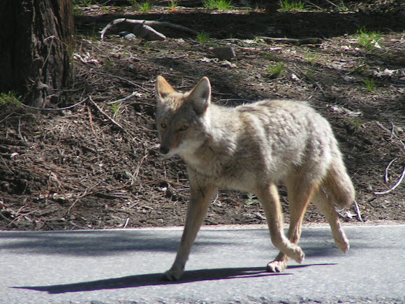 Spotting Image 1