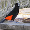 Cherrie's tanager