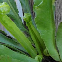 Birds nest fern